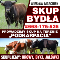 Anonse - skup byda  - Skup i Sprzeda Zwierzt Rzenych i Hodowlanych Wiesaw Marcinek