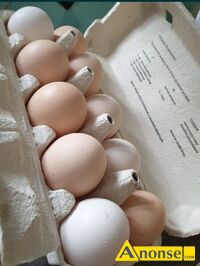 Anonse JAJKA, Witam mam na sprzeda jajka wiejskie z wasnego chowu cena 1szt- 1z, c.1z. KLWATKA