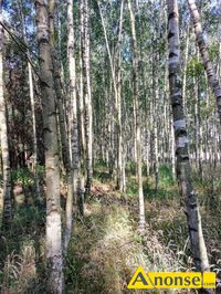Anonse LIPSKO, dziaka 1700m<sup>2</sup>, lena, Dziaka nieogrodzona stanowica las mieszany: modrzewiowo-brzozowo-swierkowy, posadzony w 1995 r., c.6.500z