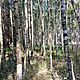 LIPSKO, dziaka 1700m<sup>2</sup>, lena, Dziaka nieogrodzona stanowica las mieszany: modrzewiowo-brzozowo-swierkowy, posadzony w 1995 r., c.6.500z
