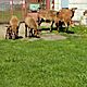 OWCE, rasa KAMERUSKA: sprzedam stado owiec kameruskich, stado liczy 9 sztuk 3 owce z modymi 1 kotna 1 szeciomiesiczna i baran cena za c