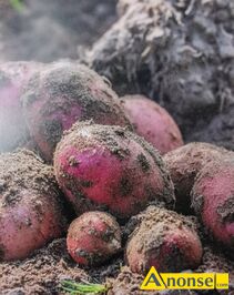 Anonse ZIEMNIAKI, Bellarosa, Sprzedam ziemniaki sadzeniaki odmiana bellarosa cena 2 z za kg, c.2z/kg. RADAWIEC MAY
