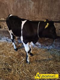 Anonse BYK, Sprzedam byczka czarno - biaego do dalszej hodowli, prosto od rolnika, w wieku 5 tygodni, waga okoo 100 kg, c.1.700z. KOLONIA PCAW