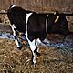 BYK, Sprzedam byczka czarno - biaego do dalszej hodowli, prosto od rolnika, w wieku 5 tygodni, waga okoo 100 kg, c.1.700z. KOLONIA PCAW
