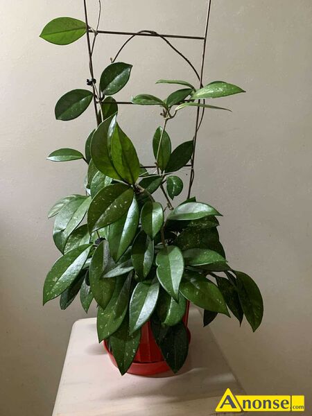 Hoja opis dodatkowy: Hoja bardzo dekoracyjny łatwy do rozmnożenia kwiat, szybko rozrastający się. Wysokość. około 70-80cm. Hoja opis dodatkowy: Hoja bardzo dekoracyjny łatwy do rozmnożenia kwiat, szybko rozrastający się. Wysokość. około 70-80cm.