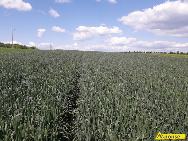 Pszenica ozima odmiana Admont 1 rok po centrali opis dodatkowy: z hodowli Saten Union, jest workowana w worki, faktura i etykiety do wglądu, bez chorób, 17-20 pięterek. Pszenica ozima odmiana Admont 1 rok po centrali opis dodatkowy: z hodowli Saten Union, jest workowana w worki, faktura i etykiety do wglądu, bez chorób, 17-20 pięterek.