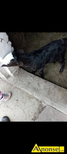 cielę , rasa SIMENTAL opis dodatkowy: Sprzedam jałóweczkę mięsną dwutygodniową cena 1200zl kontakt telefoniczny cielę , rasa SIMENTAL opis dodatkowy: Sprzedam jałóweczkę mięsną dwutygodniową cena 1200zl kontakt telefoniczny