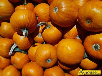 Anonse - DYNIA, Sprzedam dynie olbrzymia Nambino i dynie Spitfire i inne.cena do uzgodnienia Uzalezniona od ilosci, c.2zł. SZYDŁOWIEC Anonse DYNIA, Sprzedam dynie olbrzymia Nambino i dynie Spitfire i inne.cena do uzgodnienia Uzalezniona od ilosci, c.2zł. SZYDŁOWIEC