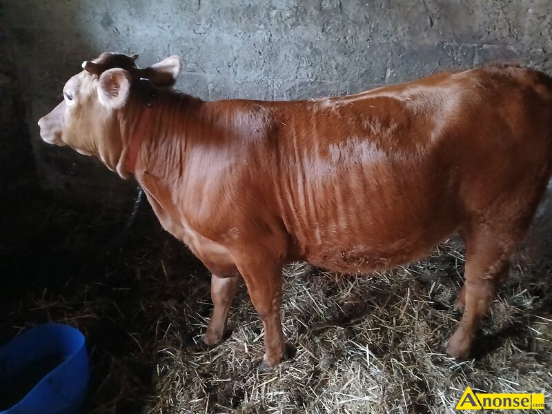 jałówka , rasa LM opis dodatkowy: jałówka , rasa LM opis dodatkowy: