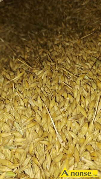 jęczmień opis dodatkowy: Jęczmień ozimy odmiana Tonsalis, po centrali.
Bez chwastów, zebrany z pogodą.
Przeznaczenie na paszę.
Cena za ziarno w opakowaniach BigBag, po ok 700kg, bezpośrednio po kombajnie. jęczmień opis dodatkowy: Jęczmień ozimy odmiana Tonsalis, po centrali.
Bez chwastów, zebrany z pogodą.
Przeznaczenie na paszę.
Cena za ziarno w opakowaniach BigBag, po ok 700kg, bezpośrednio po kombajnie.