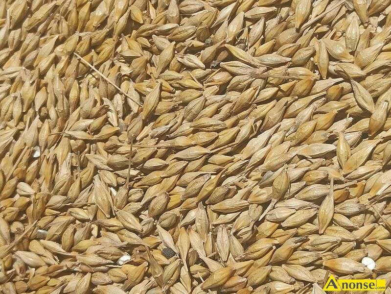 jęczmień opis dodatkowy: Sprzedam jęczmień ozimy -Jakubus jęczmień opis dodatkowy: Sprzedam jęczmień ozimy -Jakubus