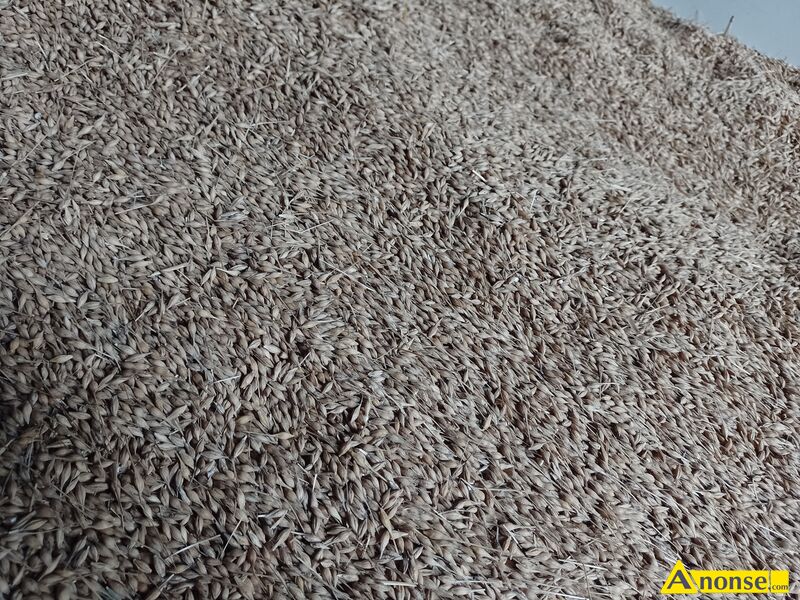 jęczmień , Turbo opis dodatkowy: Sprzedam jęczmień ozimy rok po centrali ziarno ładne grube dorodne jęczmień , Turbo opis dodatkowy: Sprzedam jęczmień ozimy rok po centrali ziarno ładne grube dorodne