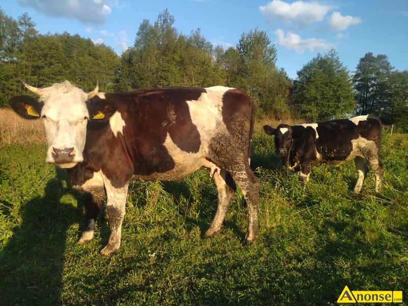krowa , rasa SIMENTAL opis dodatkowy: Sprzedam krowę rasy simental po 1wycieleniu wraz z 5miesięczną jałówką.Zwierzęta nauczone chodzić w pastuchy.Więcej info telefonicznie. krowa , rasa SIMENTAL opis dodatkowy: Sprzedam krowę rasy simental po 1wycieleniu wraz z 5miesięczną jałówką.Zwierzęta nauczone chodzić w pastuchy.Więcej info telefonicznie.