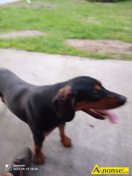 oddam opis dodatkowy: Oddam za niewielką opłatą psa rasy gończy polski maści czarny wiek 12 miesięcy oddam opis dodatkowy: Oddam za niewielką opłatą psa rasy gończy polski maści czarny wiek 12 miesięcy