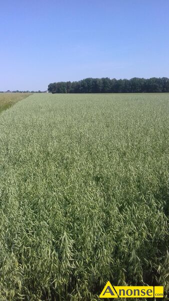 pszenica , bilans, ozima opis dodatkowy: sprzedam pszenicę do do siewu bilans jest drugi rok po kwalifikacje bardzo rodliwa mam też owies zimowy po kwalifikacje w c 120 zł i pszenżyto Tadeus w c 90 zł do siewu pszenica , bilans, ozima opis dodatkowy: sprzedam pszenicę do do siewu bilans jest drugi rok po kwalifikacje bardzo rodliwa mam też owies zimowy po kwalifikacje w c 120 zł i pszenżyto Tadeus w c 90 zł do siewu