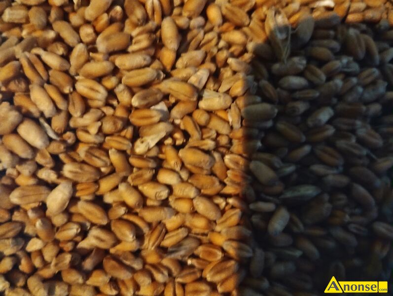 pszenica , Chevigion opis dodatkowy: Sprzedam pszenicę ozim± odmiana chevigion 100 kg 80 zł pszenica , Chevigion opis dodatkowy: Sprzedam pszenicę ozim± odmiana chevigion 100 kg 80 zł