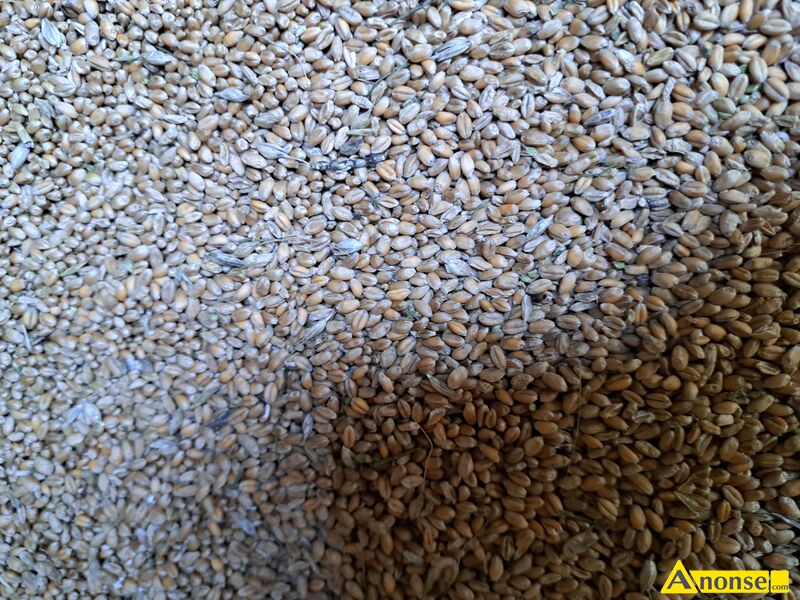 pszenica , Wilejka opis dodatkowy: Sprzedam pszenicę ozima Wilejka Oścista, zebrane z dobrą pogodą. Możliwa zamiana na siewnik do zboża Poznaniak 5 lub 6 w bardzo dobrym stanie. Możliwy transport detaliczny do 20km po uzgodnieniu, worki 50kg ,25 kg.Kontakt wyłącznie telefoniczny nie odpisuje na wiadomości. pszenica , Wilejka opis dodatkowy: Sprzedam pszenicę ozima Wilejka Oścista, zebrane z dobrą pogodą. Możliwa zamiana na siewnik do zboża Poznaniak 5 lub 6 w bardzo dobrym stanie. Możliwy transport detaliczny do 20km po uzgodnieniu, worki 50kg ,25 kg.Kontakt wyłącznie telefoniczny nie odpisuje na wiadomości.