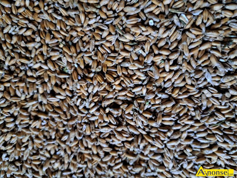 pszenżyto , Ozime opis dodatkowy: Sprzedam pszenzyto ozime około 3tony z tegorocznego zbioru. Ziarno suche bez domieszki innych zbóż. Możliwy transport detaliczny do 20km. Kontakt telefoniczny. pszenżyto , Ozime opis dodatkowy: Sprzedam pszenzyto ozime około 3tony z tegorocznego zbioru. Ziarno suche bez domieszki innych zbóż. Możliwy transport detaliczny do 20km. Kontakt telefoniczny.