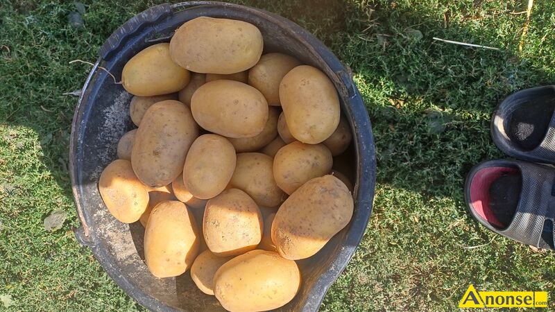 Ziemniaki , Soraja i roksana opis dodatkowy: Sprzedam smaczne przebrane ziemniaki bez nawozu 100zł za 100kg Ziemniaki , Soraja i roksana opis dodatkowy: Sprzedam smaczne przebrane ziemniaki bez nawozu 100zł za 100kg