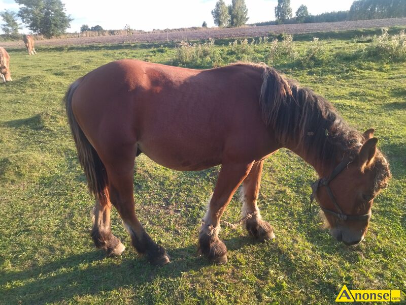 źrebak , rasa ZIMNOKRWISTA opis dodatkowy: Sprzedam 1,5źrebaka.Więcej info telefonicznie. źrebak , rasa ZIMNOKRWISTA opis dodatkowy: Sprzedam 1,5źrebaka.Więcej info telefonicznie.