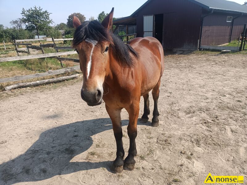 źrebica opis dodatkowy: 13 miesięcy, księga główna, matka Certa 81pkt ojciec Bleki 84pkt
Więcej informacji udzielę telefonicznie źrebica opis dodatkowy: 13 miesięcy, księga główna, matka Certa 81pkt ojciec Bleki 84pkt
Więcej informacji udzielę telefonicznie