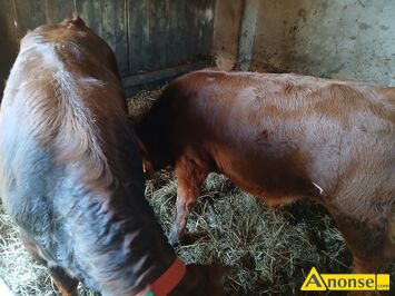 Anonse - BYK, rasa LM, c.20zł/kg do uzg.. PRZYSUCHA Anonse BYK, rasa LM, c.20zł/kg do uzg.. PRZYSUCHA