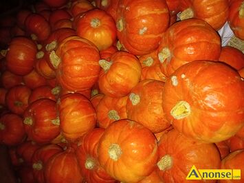 Anonse - DYNIA, Dynia hokkaido, Dynia hokkaido paszowa cena 30gr, c.0,3zł. STROMIEC Anonse DYNIA, Dynia hokkaido, Dynia hokkaido paszowa cena 30gr, c.0,3zł. STROMIEC