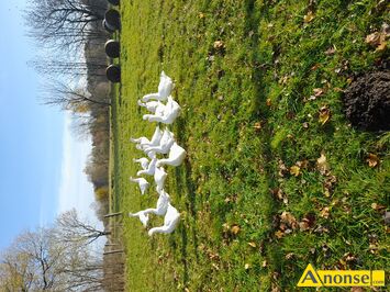 Anonse - GĘŚ, sprzedam gęsi z wolnego wybiegu, c.200zł/sz. BLIZINY Anonse GĘŚ, sprzedam gęsi z wolnego wybiegu, c.200zł/sz. BLIZINY