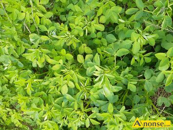 Anonse - GRYKA, Sprzedam ładna gryke.dużo łubinu Mam też ladna.czysta saledere i inne płody rolne.. Cena podana za żyto, c.60zł. OROŃSKO 792-897-65 Anonse GRYKA, Sprzedam ładna gryke.dużo łubinu Mam też ladna.czysta saledere i inne płody rolne.. Cena podana za żyto, c.60zł. OROŃSKO 792-897-65