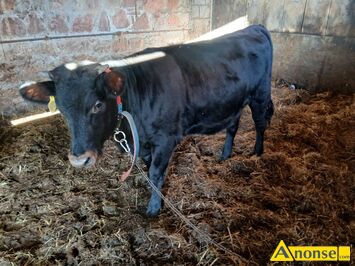 Anonse - JAŁÓWKA, rasa LM, c.18zł/kg do uzg.. PRZYSUCHA Anonse JAŁÓWKA, rasa LM, c.18zł/kg do uzg.. PRZYSUCHA