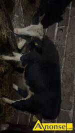 Anonse - JAŁÓWKA, rasa SIMENTAL, Sprzedam jałówkę pół roczną,po dużej krowie,więcej informacji przez telefon, c.4.700zł do uzg.. STROMIEC 573-088-3 Anonse JAŁÓWKA, rasa SIMENTAL, Sprzedam jałówkę pół roczną,po dużej krowie,więcej informacji przez telefon, c.4.700zł do uzg.. STROMIEC 573-088-3