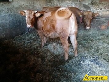 Anonse - JAŁÓWKI, trzy stuki, c.18zł/kg do uzg.. PRZYSUCHA Anonse JAŁÓWKI, trzy stuki, c.18zł/kg do uzg.. PRZYSUCHA