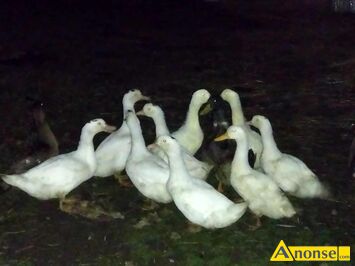 Anonse - KACZKI, Sprzedam żywe kartki cena 65 zł za sztukę waga pojedynczej kaczki 3 kg wzwyż, c.65zł. OSTROWNICA KOLONIA Anonse KACZKI, Sprzedam żywe kartki cena 65 zł za sztukę waga pojedynczej kaczki 3 kg wzwyż, c.65zł. OSTROWNICA KOLONIA