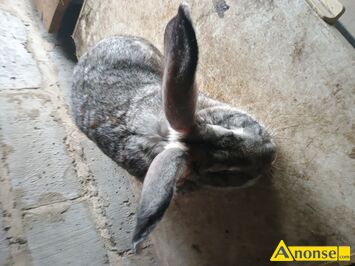 Anonse - KRÓLIK, rasa BELG OLBRZYM, 14 miesięcy, waga 8 kg, dwa razy miała młode, c.180zł. RADOM Anonse KRÓLIK, rasa BELG OLBRZYM, 14 miesięcy, waga 8 kg, dwa razy miała młode, c.180zł. RADOM