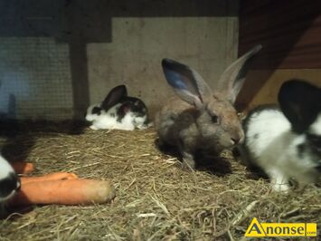 Anonse - KRÓLIKI, Witam sprzedam młode króliki, c.20zł. KLWATKA Anonse KRÓLIKI, Witam sprzedam młode króliki, c.20zł. KLWATKA