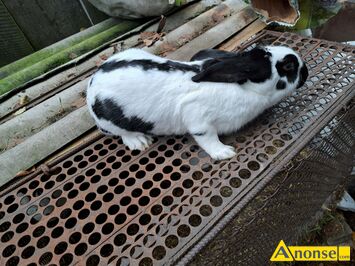 Anonse - KRÓLIKI, Króliki srokacze waga około 3 kg, c.70zł do uzg.. TOMASZÓW Anonse KRÓLIKI, Króliki srokacze waga około 3 kg, c.70zł do uzg.. TOMASZÓW