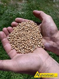 Anonse - PSZENICA, Sprzedam pszenice z 2025r. Bardzo ładną i czystą, idelaną do siania i dla zwierzą Sprzedam również owies 70zł. Łubno obok Dynowa Anonse PSZENICA, Sprzedam pszenice z 2025r. Bardzo ładną i czystą, idelaną do siania i dla zwierzą Sprzedam również owies 70zł. Łubno obok Dynowa