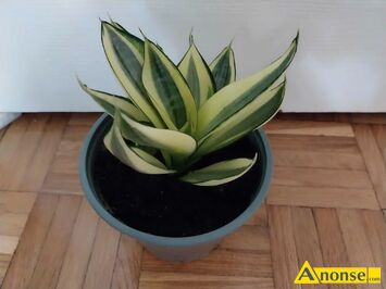 Anonse - SANSIEVIERA, Sansievierru. Bardzo dekoracyjny kwiat, łatwy do uprawy i rozmnożenia. Do osobistego odbioru., c.25zł. LUBLIN Anonse SANSIEVIERA, Sansievierru. Bardzo dekoracyjny kwiat, łatwy do uprawy i rozmnożenia. Do osobistego odbioru., c.25zł. LUBLIN