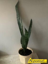 Anonse - SANSIEVIERIA, Sansievieria to roślina dla każdego. Łatwa w uprawie i odporna na błędy hodowcy. Jest wytrzymała i mało wymagająca, łatwa do r Anonse SANSIEVIERIA, Sansievieria to roślina dla każdego. Łatwa w uprawie i odporna na błędy hodowcy. Jest wytrzymała i mało wymagająca, łatwa do r