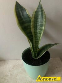 Anonse - SANSIEVIERIA, Sansievieria to roślina dla każdego. Łatwa w uprawie i odporna na błędy hodowcy. Jest wytrzymała i mało wymagająca, łatwa do r Anonse SANSIEVIERIA, Sansievieria to roślina dla każdego. Łatwa w uprawie i odporna na błędy hodowcy. Jest wytrzymała i mało wymagająca, łatwa do r