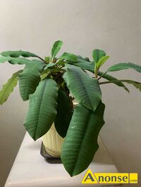 Anonse - WILCZOMLECZ BIAŁOUNERWIONY, Bardzo ciekawy kwiat z pióropuszem liści wyrastającym z boku i na czubku. Łatwy do rozmnożenia i pielęgnacji. Do Anonse WILCZOMLECZ BIAŁOUNERWIONY, Bardzo ciekawy kwiat z pióropuszem liści wyrastającym z boku i na czubku. Łatwy do rozmnożenia i pielęgnacji. Do