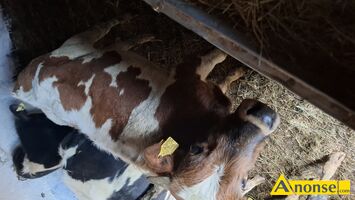 Anonse - BYCZKI, rasa MIESNE MIESZANE, Sprzedam byczki miesne i mieszane 20sztuk, c.3.900zł do uzg.. RADOM Anonse BYCZKI, rasa MIESNE MIESZANE, Sprzedam byczki miesne i mieszane 20sztuk, c.3.900zł do uzg.. RADOM