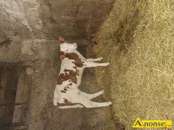 Anonse - CIELĘ, rasa SIMENTAL, Jałówka, c.2.900zł. RADOM Anonse CIELĘ, rasa SIMENTAL, Jałówka, c.2.900zł. RADOM