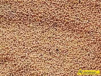 Anonse - GORCZYCA, Żółta, Zbiory 2025r.Pakowana po 30kg-75-60zloty możliwość rozważania., c.3zł/kg do uzg.. OPOLE LUBELSKIE Anonse GORCZYCA, Żółta, Zbiory 2025r.Pakowana po 30kg-75-60zloty możliwość rozważania., c.3zł/kg do uzg.. OPOLE LUBELSKIE