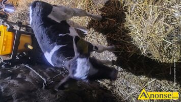 Anonse - JAŁÓWKA, Do dalszej hodowli po krowie simental czarny byk mieszaniec, zarejestrowana z kolczykami, c.1.600zł do uzg.. PIERZCHNIA 609-216-5 Anonse JAŁÓWKA, Do dalszej hodowli po krowie simental czarny byk mieszaniec, zarejestrowana z kolczykami, c.1.600zł do uzg.. PIERZCHNIA 609-216-5