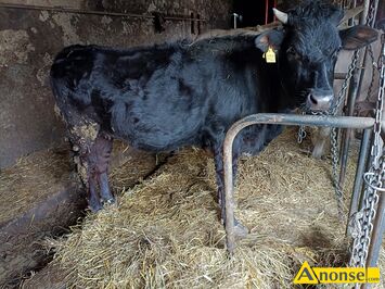 Anonse - JAŁÓWKA, Sprzedam cielną jałówkę, c.8.500zł. KAZANÓW Anonse JAŁÓWKA, Sprzedam cielną jałówkę, c.8.500zł. KAZANÓW