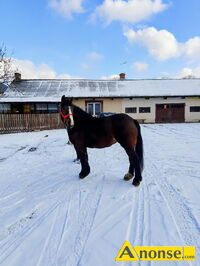 Anonse - KLACZ, rasa ZIMNOKRWISTA, Sprzedam klacz zimnokrwista maść karo-gniada bardzo spokojna chodzi pod siodłem wiek 4lata w kwietniu źrebna na cz Anonse KLACZ, rasa ZIMNOKRWISTA, Sprzedam klacz zimnokrwista maść karo-gniada bardzo spokojna chodzi pod siodłem wiek 4lata w kwietniu źrebna na cz