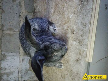 Anonse - KRÓLIK, rasa BELG OLBRZYM, Wiek: 7 miesięcy, waga: 7 kg, c.120zł. RADOM Anonse KRÓLIK, rasa BELG OLBRZYM, Wiek: 7 miesięcy, waga: 7 kg, c.120zł. RADOM