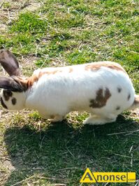 Anonse - KRÓLIK, rasa OLBRZYM SROKACZ, Sprzedam samca gotowego do krycia. Więcej informacji pod telefonem, c.120zł/sz. ZWOLEŃ Anonse KRÓLIK, rasa OLBRZYM SROKACZ, Sprzedam samca gotowego do krycia. Więcej informacji pod telefonem, c.120zł/sz. ZWOLEŃ