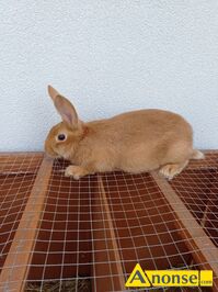 Anonse - KRÓLIKI, Sprzedam młode króliki burgundzkie 3,5 miesięczne. Zapraszam do obejrzenia. Więcej informacji pod telefonem, c.45zł/sz. ZWOLEŃ Anonse KRÓLIKI, Sprzedam młode króliki burgundzkie 3,5 miesięczne. Zapraszam do obejrzenia. Więcej informacji pod telefonem, c.45zł/sz. ZWOLEŃ